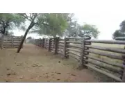 Vendo 2.000 has en pozo colorado!! Estancia formada !! Cerca de Asuncion y concepción