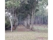 Terreno Forestal en Capitan Miranda - 11 Ha.