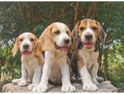 Cachorros Beagle Bicolor
