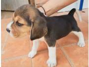 HERMOSOS BEAGLE TRICOLOR