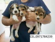 CACHORROS BEAGLE TRICOLOR