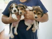 CACHORROS BEAGLES TRICOLOR