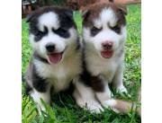 HUSKY SIBERIANOS VERLOS ES QUERERLOS