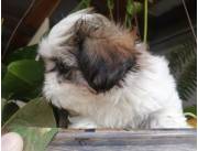 CACHORROS SHIHTZU / SHIHTZU DISPONIBLES