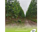 Servicio de Reforestacion con Eucalipto Clonado