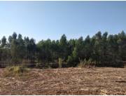 Vendo 5,5 hectáreas en Arroyos y Esteros, empedrado a asfaltarse, zona Río Manduvirá
