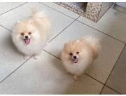 Pomerania mini lulu blanco