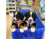 Hermosos cachorros de Bernese Mountain Dog listos para nuevos hogares