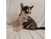 Preciosos cachorros de Siberian Husky listos para nuevos hogares