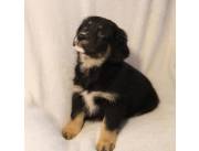 Hermosos cachorros de Australian Retriever listos para nuevos hogares.