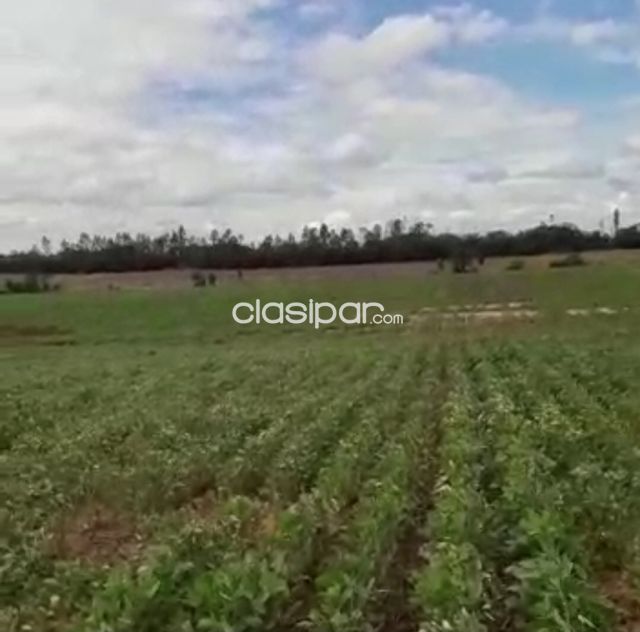 Propiedades rurales - Campo Agricola Mecanizado en Gral. Elizardo Aquino - 358 Ha.