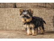 Precioso Yorkshire Terrier macho y hembra cachorros listos para nuevos hogares
