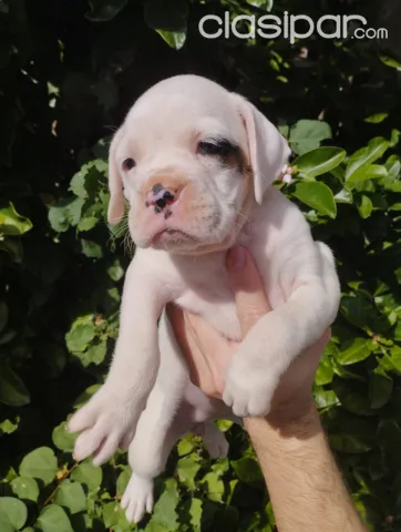 son mejores los perros boxer machos o hembras