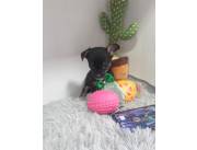 Vendo hermosos cachorros chihuahua miniatura.