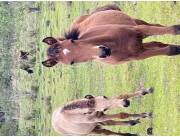 Caballos aptos para jineteada