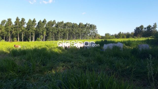 Otros inmuebles - PIRIBEBUY: MAGNIFICA GRANJA MODELO EN VENTA, 55 HAS, AGRO-GANADERAS, 56.000.000 GS.