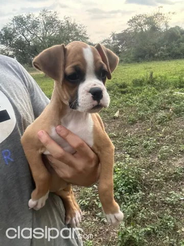 son mejores los perros boxer machos o hembras