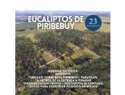 TERRENOS EN PIRIBEBUY CON EUCALIPTOS