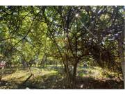 terreno en laurelty luque