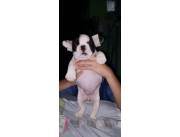 My pet veterinaria vende hermosos cachorros bulldog francés..