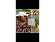 Planta de Cacao chocolate