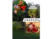 Planta de Granada