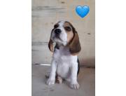 Cachorros Beagle