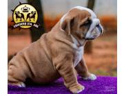 Cachorros Bulldog Inglés Tatuados y Registrados en el Paraguay Kennel Club