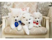 Hermosos cachorros Samoyedo para nuevos hogares