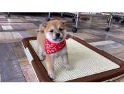 Cachorros Shiba Inu registrados listos para nuevas familias