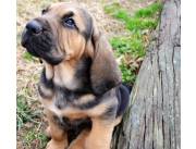 Preciosos cachorros Bloodhound machos y hembras disponibles