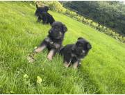 Cachorros de pastor alemán machos y hembras disponibles