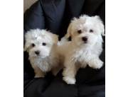 Hermosos cachorros malteses blancos ya disponibles