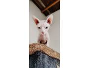 VENDO JOVEN GATO SPHYNX (GATO SIN PELO) MACHO ENTERO