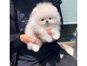 Cachorros de Pomerania Teacup disponibles