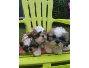 Cachorros Shih Tzu para realojamiento