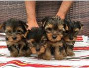 Cachorros Yorkie para nuevos hogares