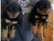 Cachorros Rottweiler criados en casa para los mejores hogares