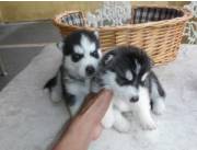 Adorables cachorros de husky siberiano en adopción