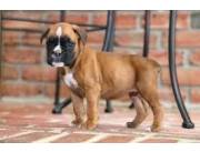 Adorables cachorros Boxer listos