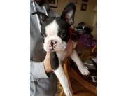 Cachorros de Boston Terrier para hogares nuevos