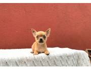 Chihuahua macho
