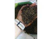 Venta de semilla de crotalaria spectabilis y juncea