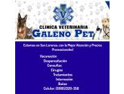 Servicio Veterinario para Perros y Gatos en San Lorenzo
