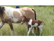 Vendo hermosos ponys y caballos