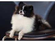 Spitz Aleman