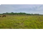 184 Hectareas en JUAN DE MENA