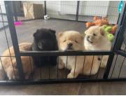 3 cachorros de Chow Chow listos para tener un hogar definitivo