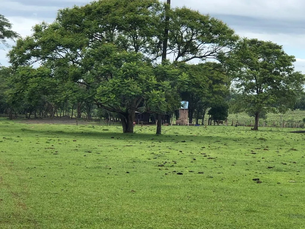 SAN JUAN NEPOMUCENO VENDO 60 HAS DE TIERRA AGRÍCOLA A 1 KM DEL ASFALTO PEGADO A LA CIUDAD — foto 3