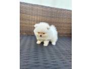 Pomerania hembra y macho